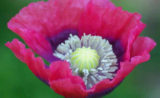 Exclusive Gardening Club offers